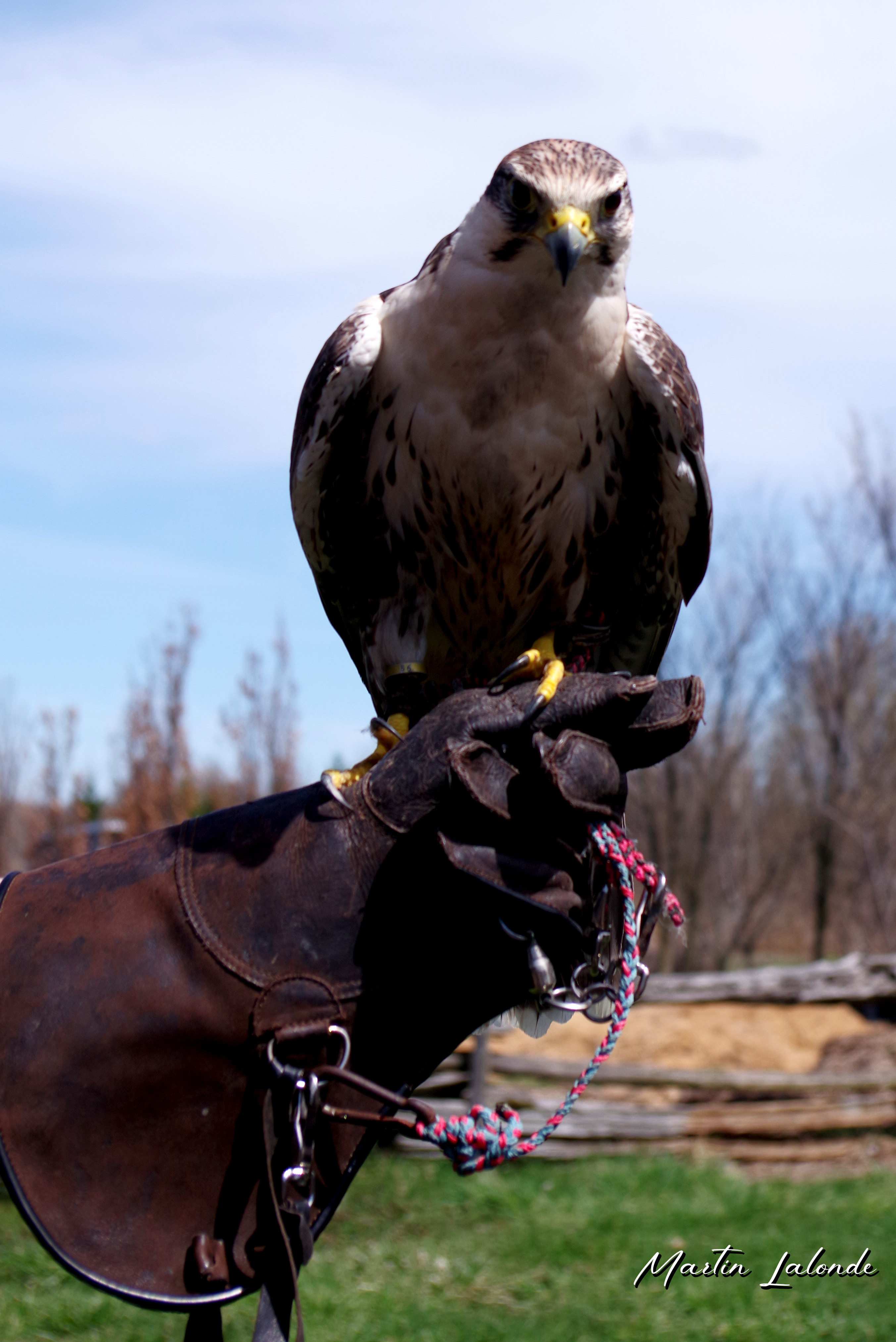 Animal 5