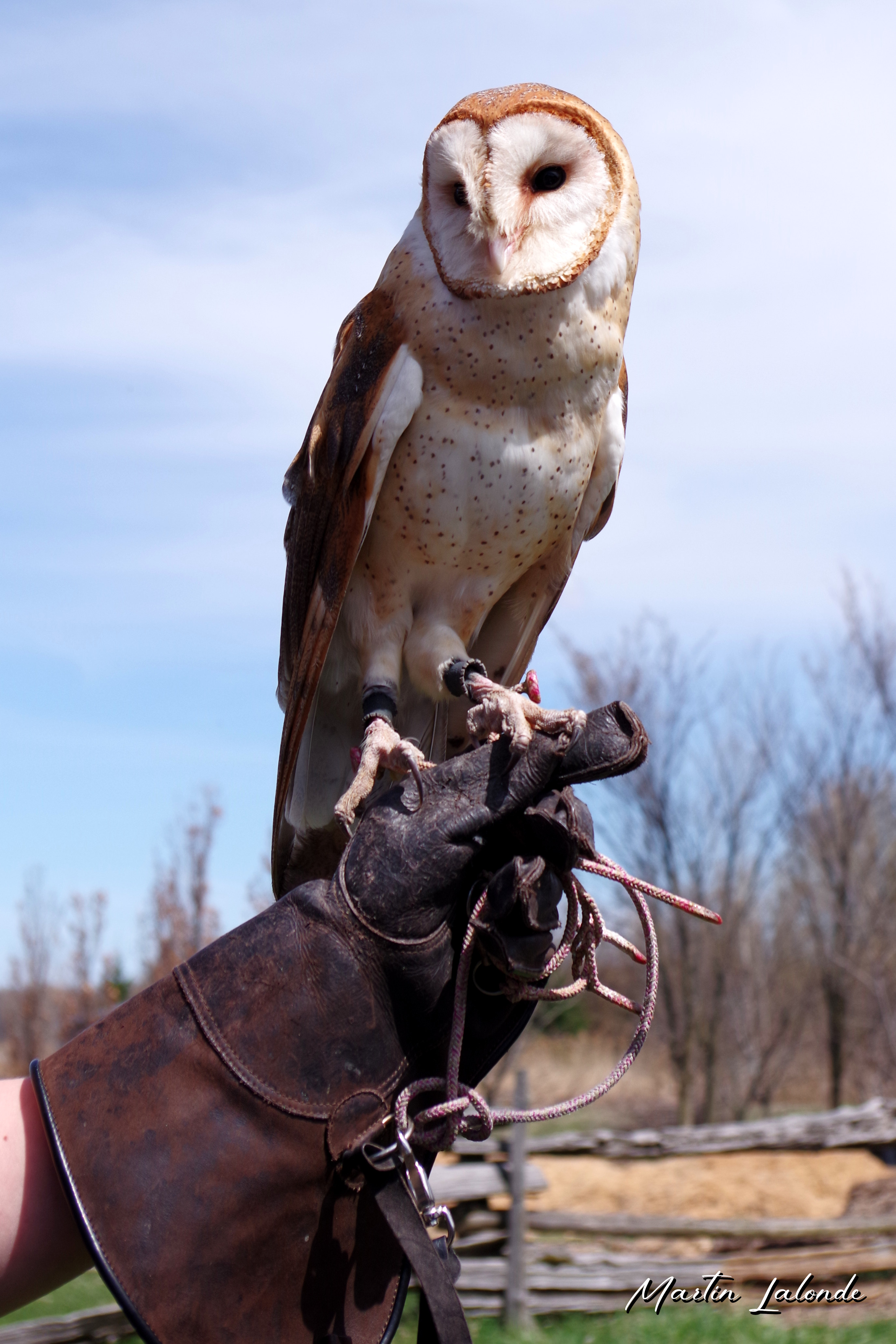 Animal 6