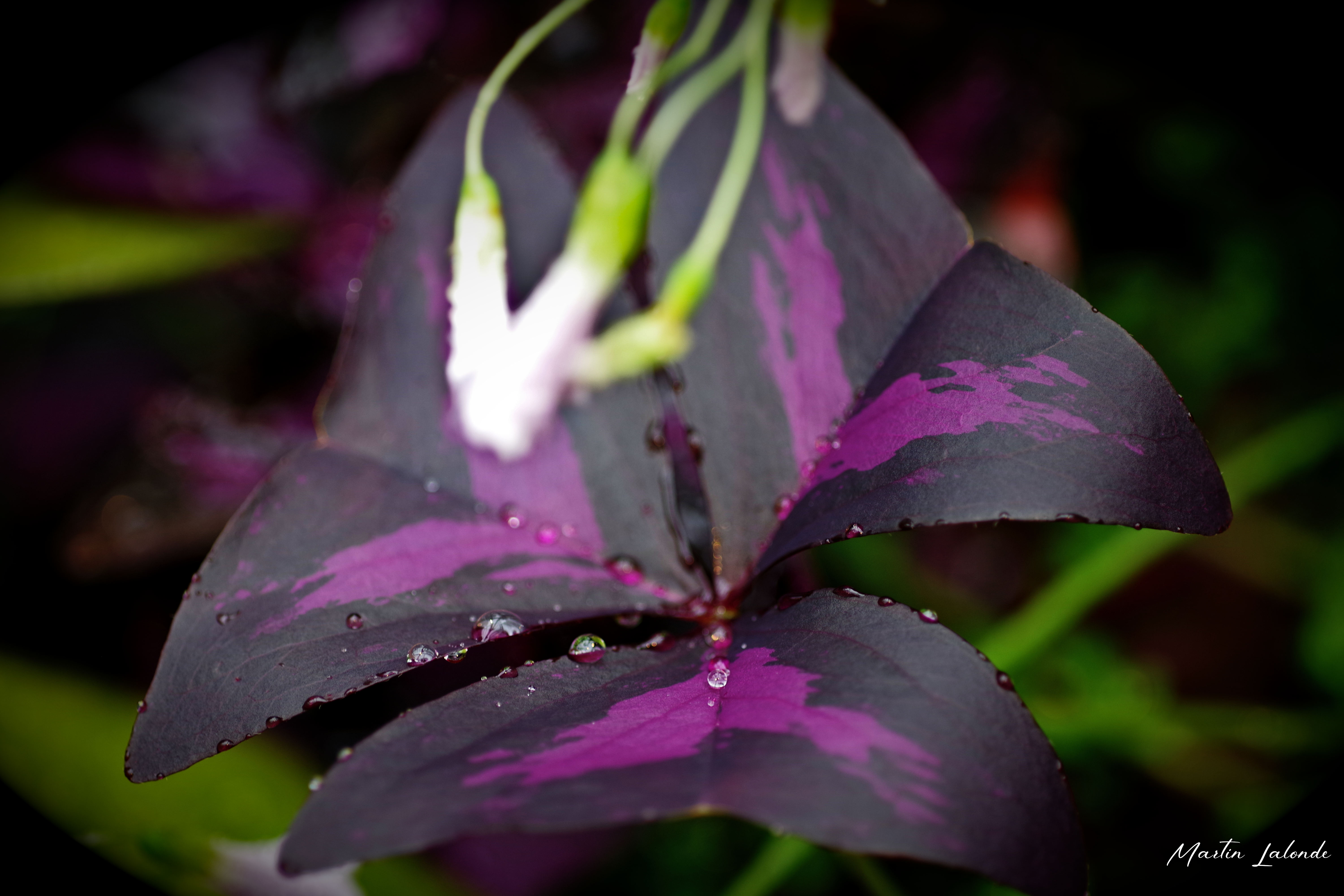 Macro 1