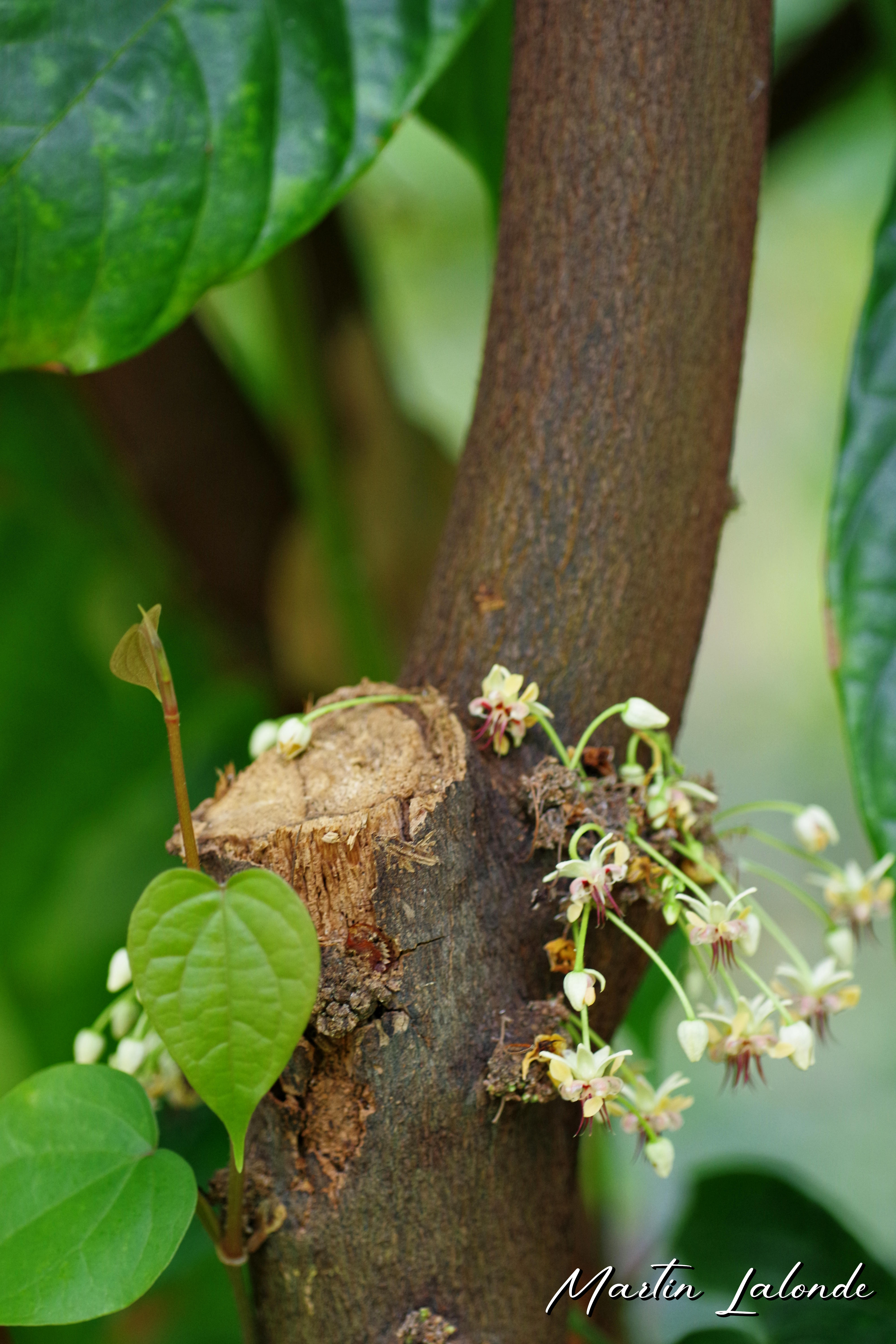 Macro 2