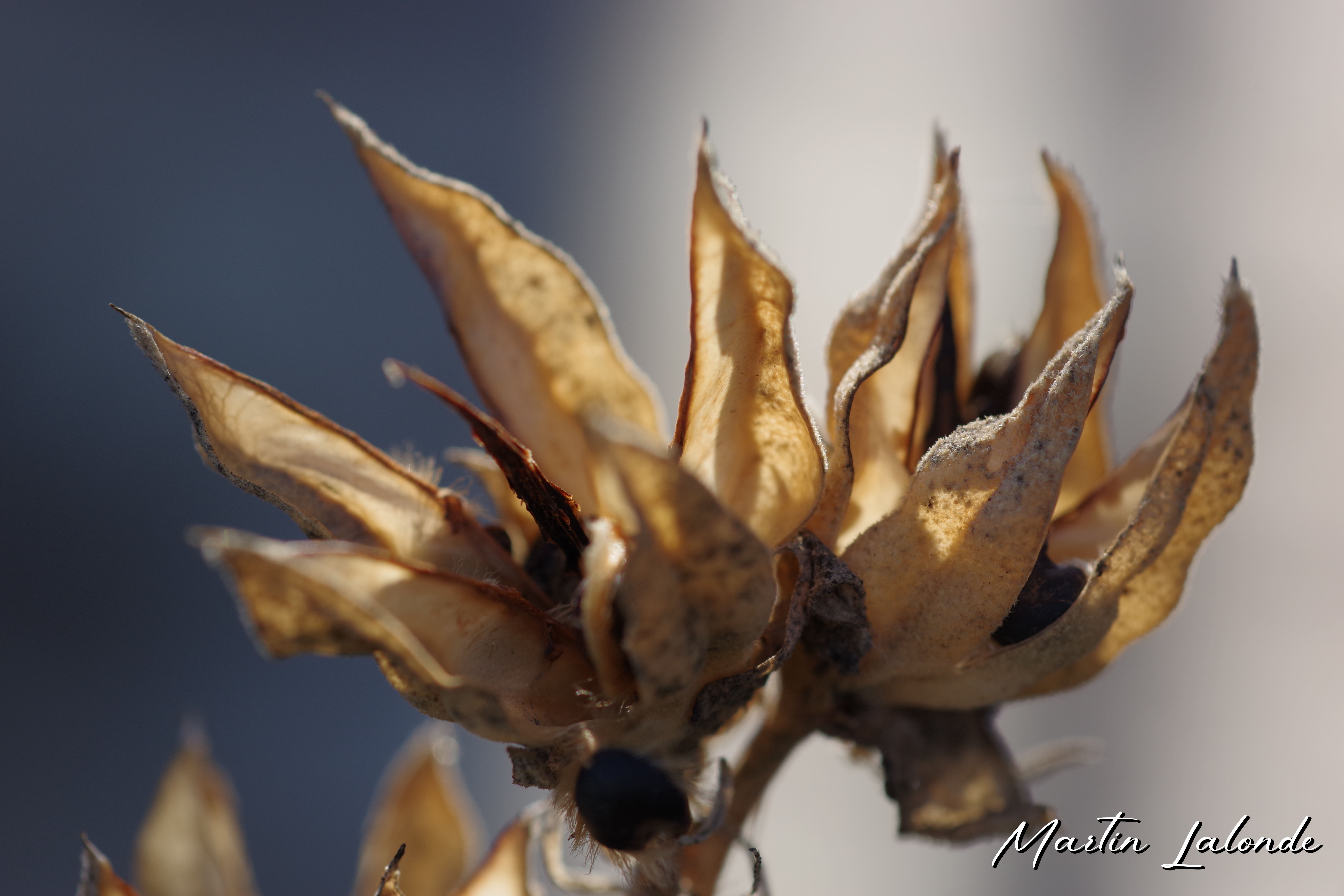 Macro 4