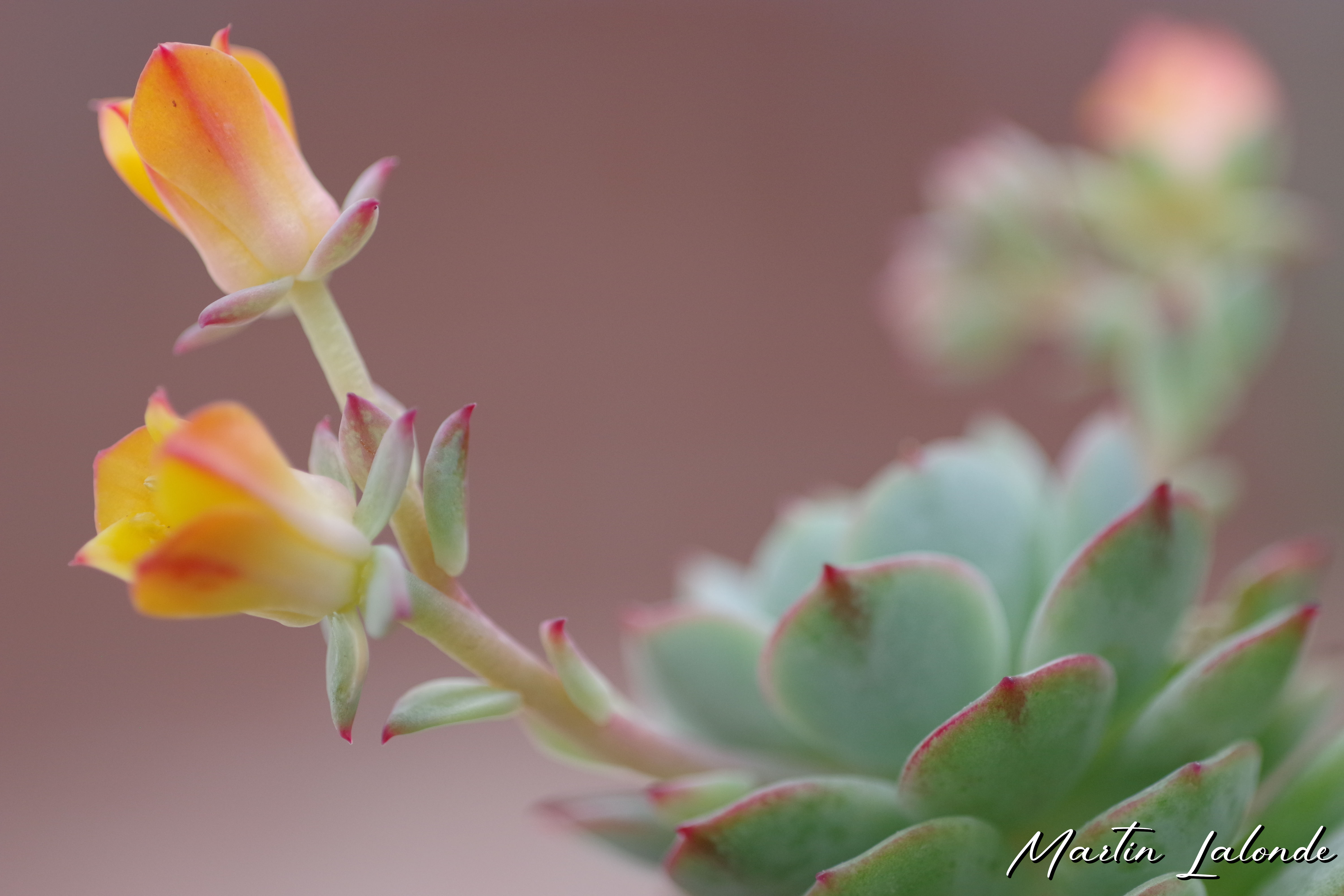 Macro 8