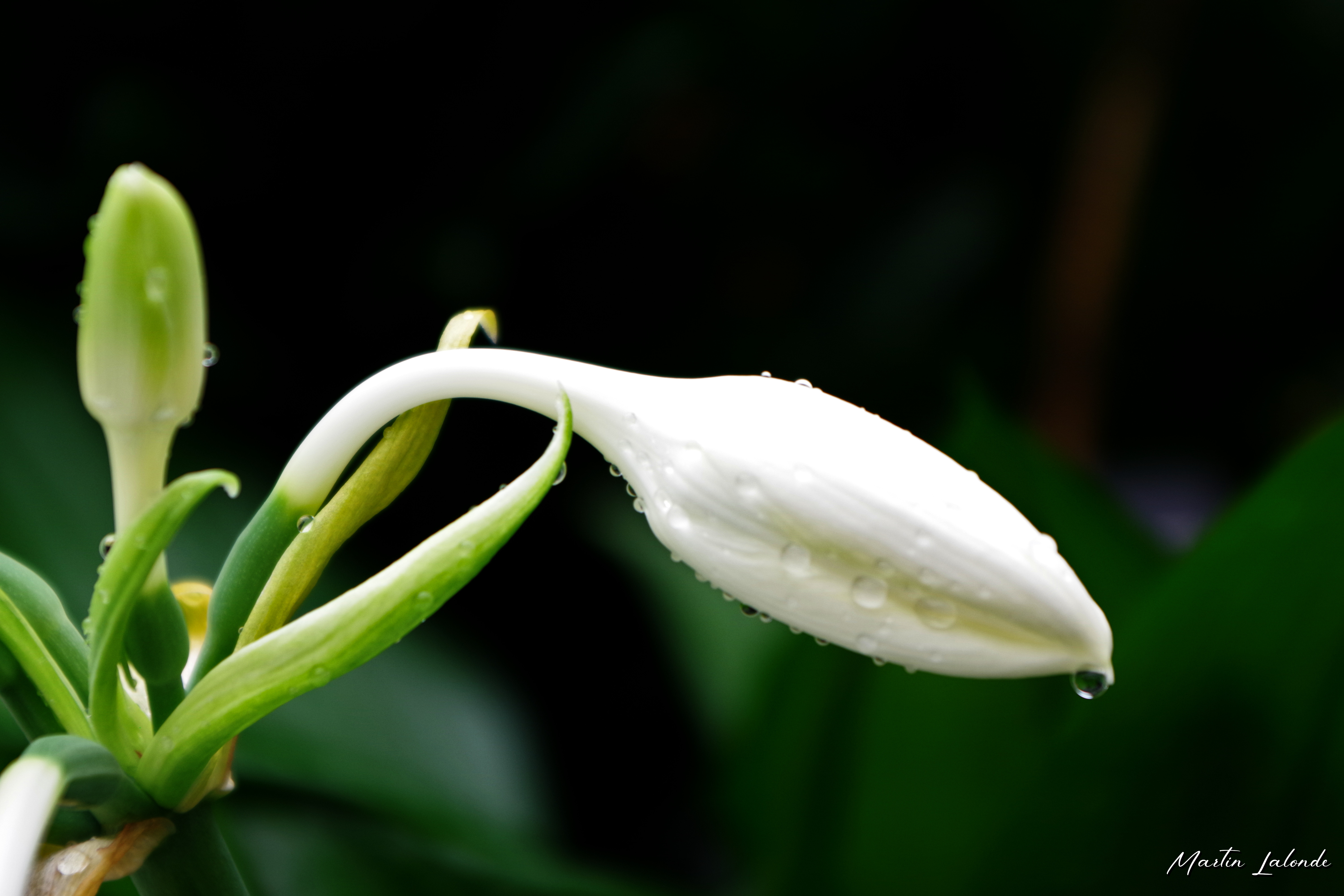 Nature 1